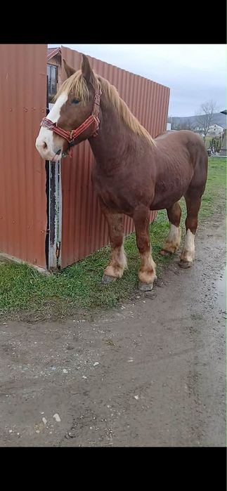 Iapa si mnz de vanzare