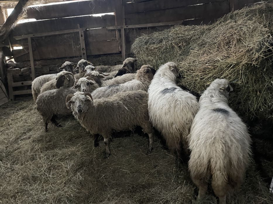 Oi tinere de vânzare!