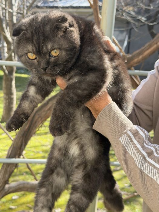 отдам даром в хорошие руки