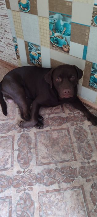 Лабрадор, мальчик