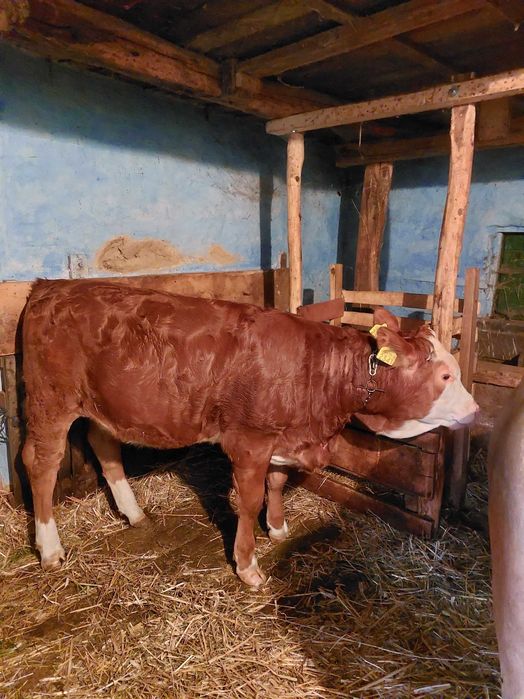Vițea bălțată de 7 luni