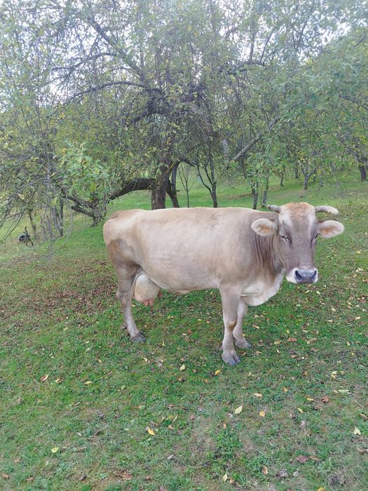 Vaca de 7 ani cu lapte.