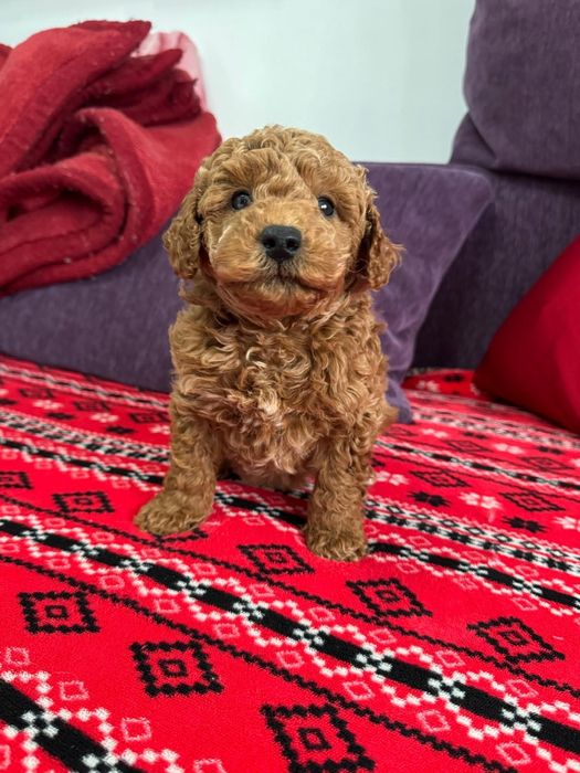 Fetiță pudel cu pedegree caută altă casă