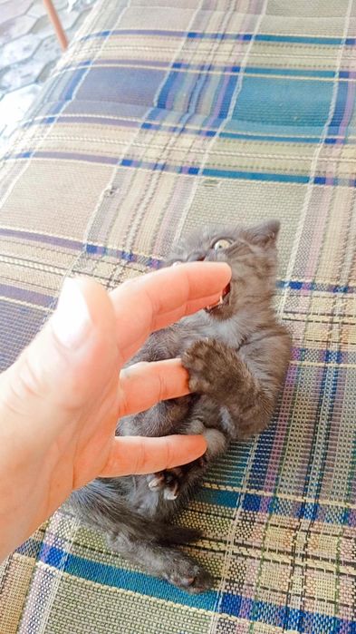 100/garantiya emlamalari boʻlgan uy mushugi juda aqili oʻyinqaroq