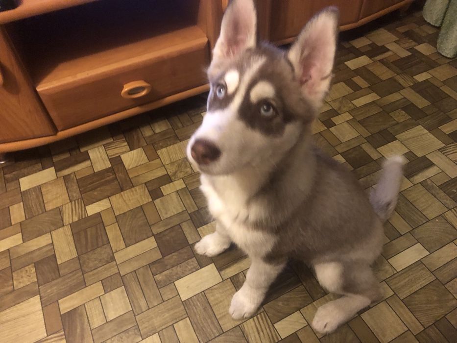 Продам умную Хаски девочка