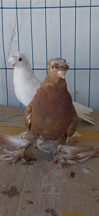 Голуби игровых кровей