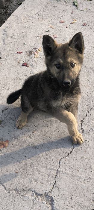 Тозза конли овчарка кучук акилли апортлари бор