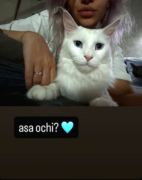 Disponibili spre rezervare puiut Maine Coon excepțional