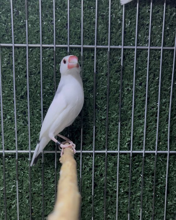 Рисовый амадин