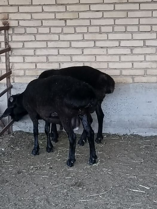 Курбонликга Кучкорлар сотилади