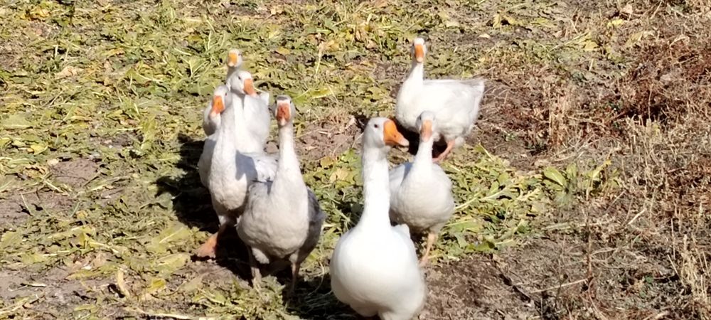 Прадаются Гуси линда