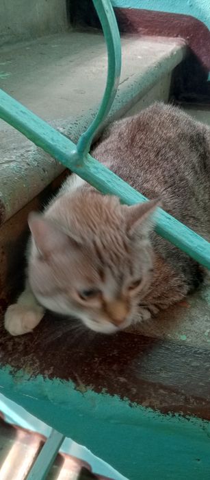 Чей потеряшка котик