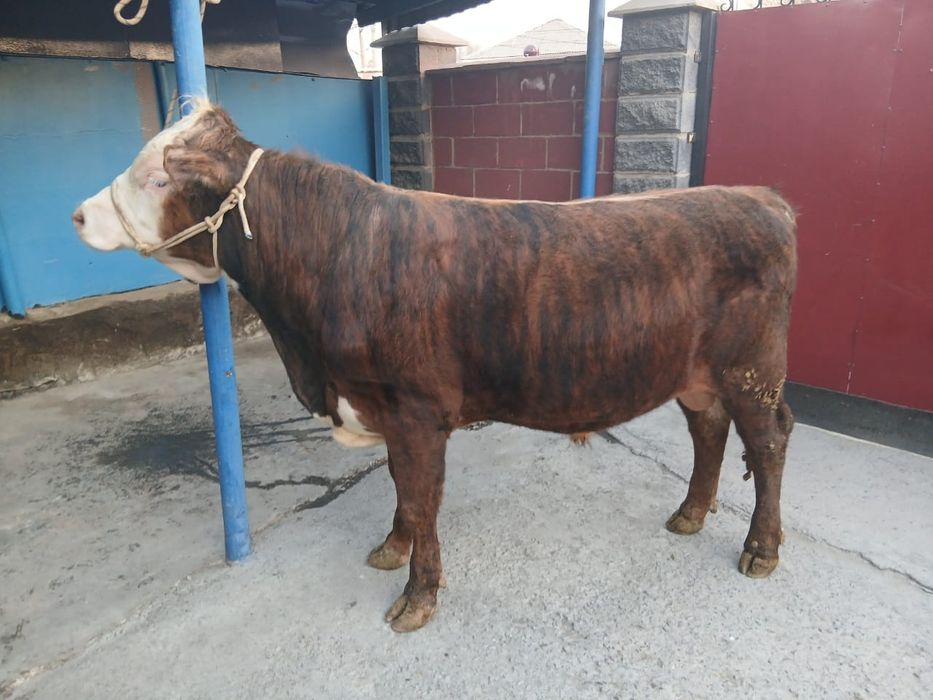 Продам двух породистых быков!