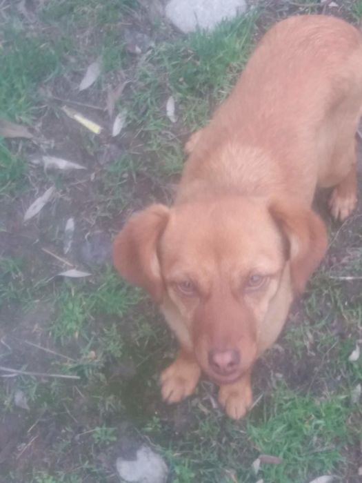 Милые щенки  ищут хозяина