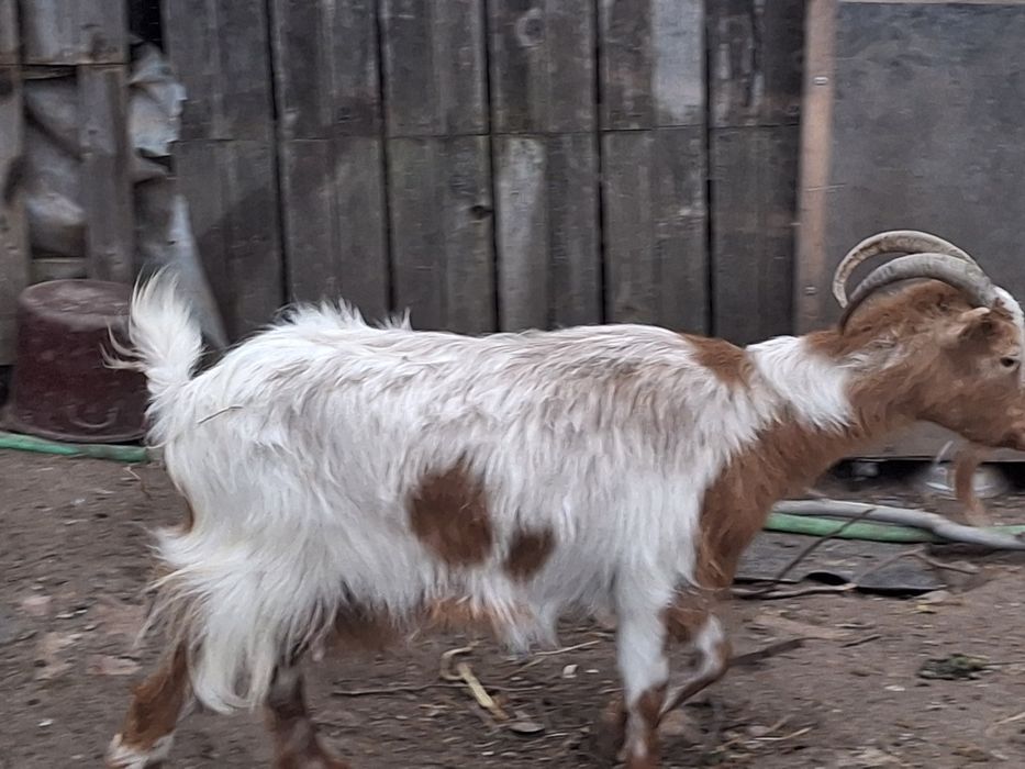 Capră la a 3 fătare