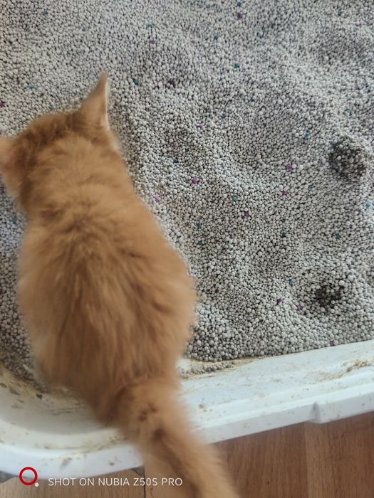 Котята Мейн Куна