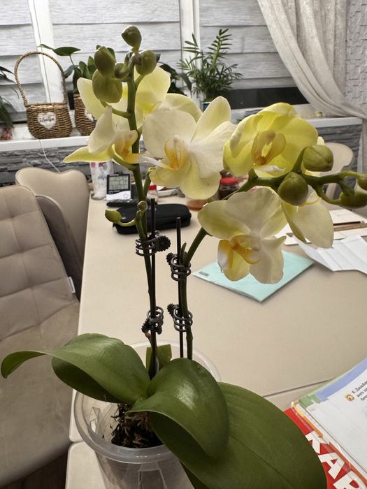 Орхидеи от 40 сантиметров  до 120 см