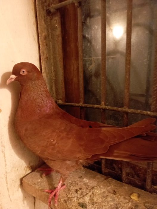 Продам голубей за 3000