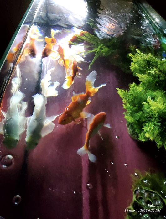 Acvariu 180L + 8 koi (17-25cm) + filtru dublu + pompă aer