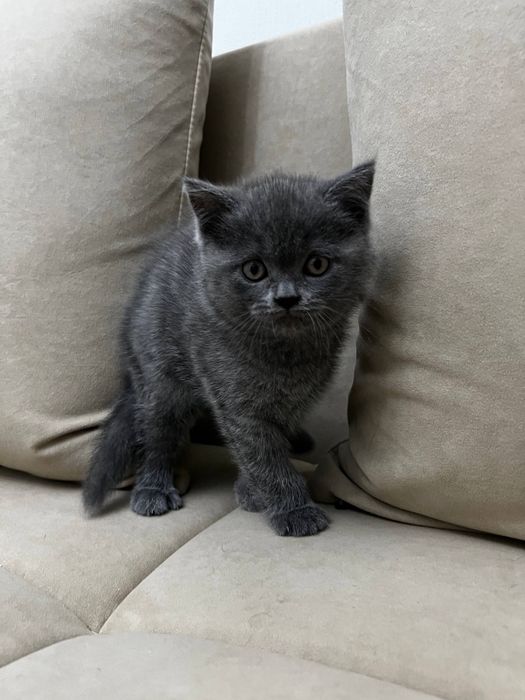 Котята скоттиш страйт, скоттиш фолд