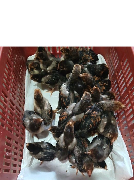 Puișori de gaina rasa Australorp/ Wyandotte