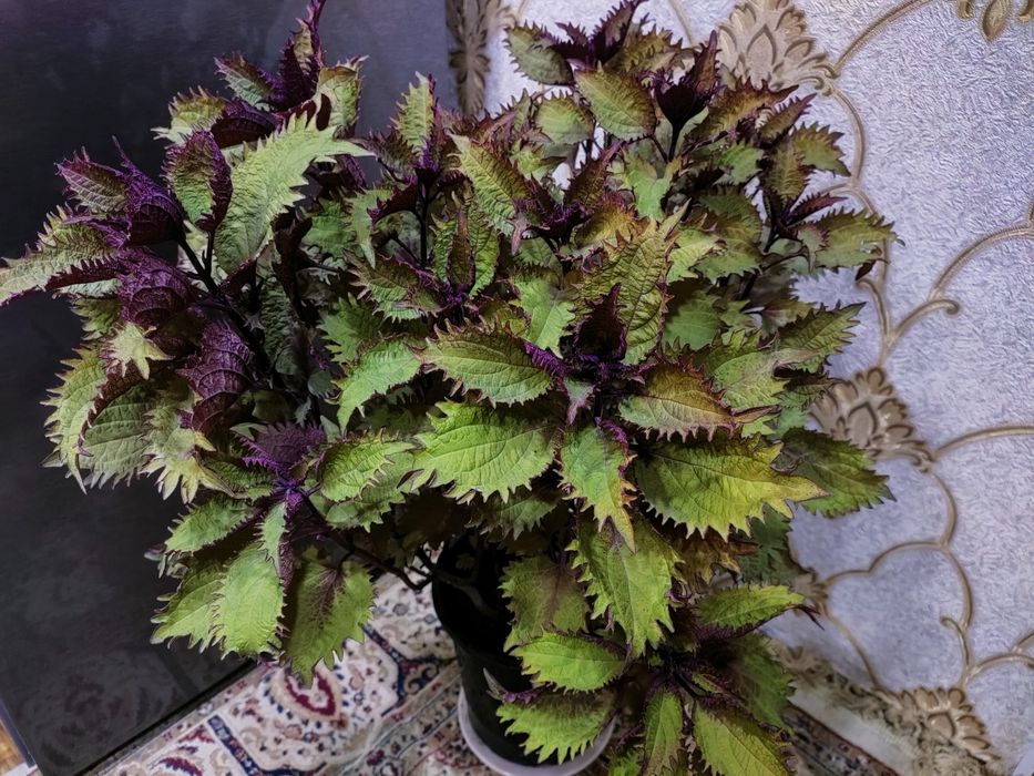 Колеусы. доставка