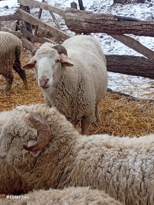 Vând 2 berbeci mari