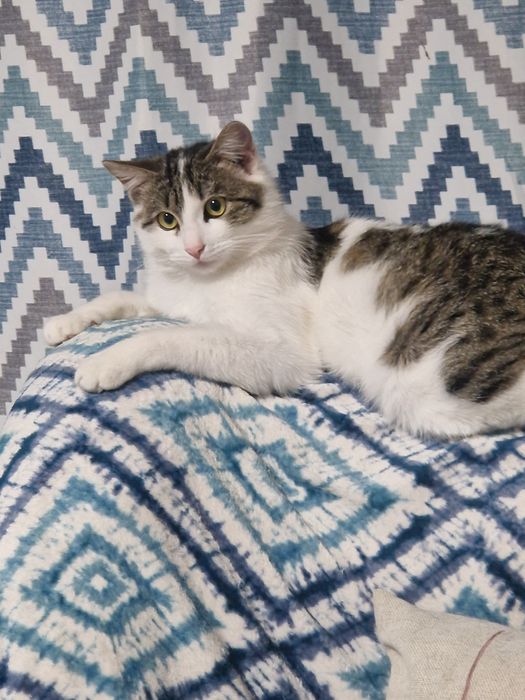 Кот в добрые руки