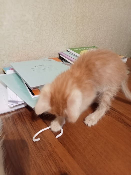 Котенок девочка рыжая