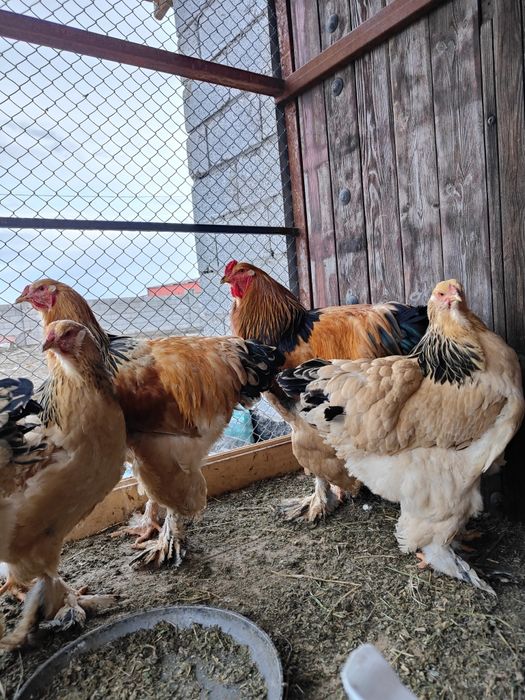 Барам тауықтарды сатамын