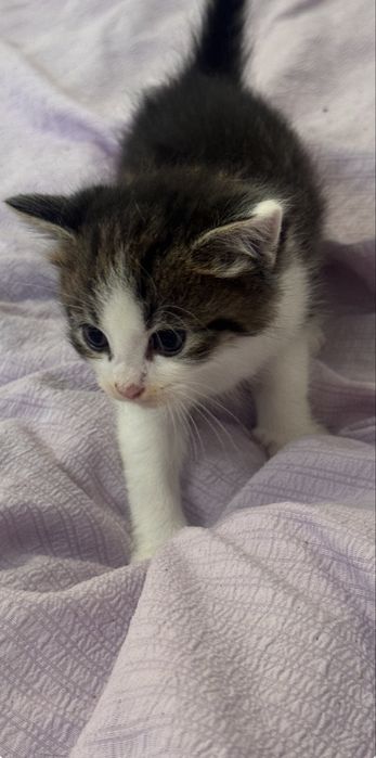 Отдам бесплатно котят