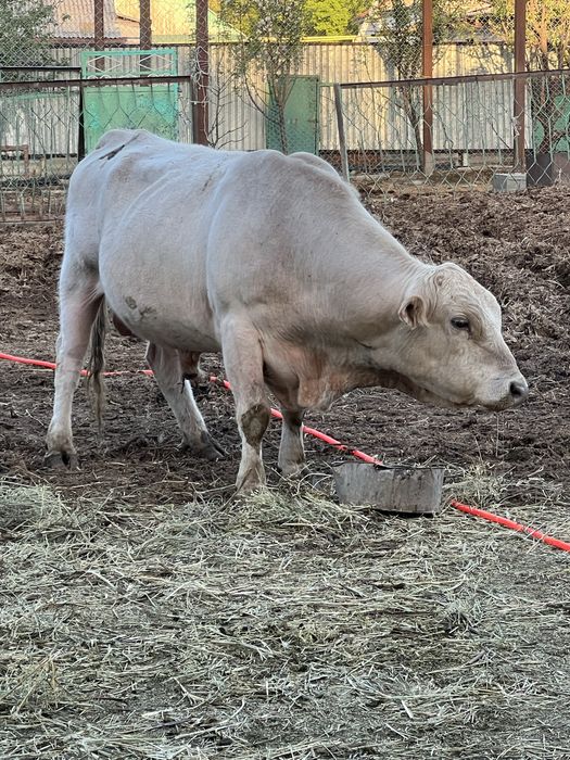 Продам быков!!! Бұқалар сатамын!!!