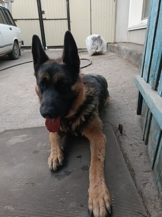 Вязка кобель немец