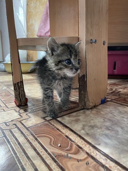 Отдам котенка в добрые руки