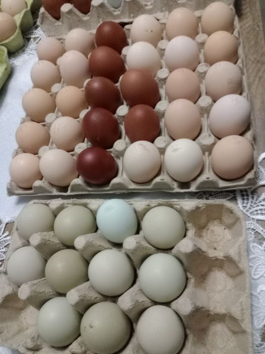 Ouă de găini de rasă de incubat