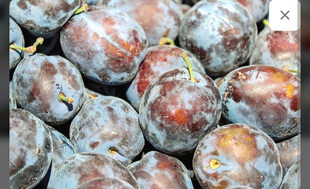 Prune Anna Spath pentru țuică