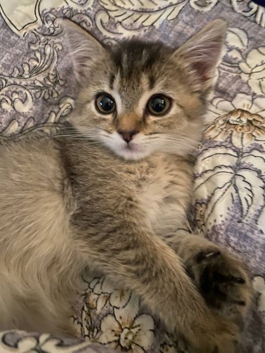 Skotish Fold Shinshilla Mushugi Sotiladi