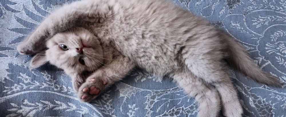 Милые котята ищут любящий дом