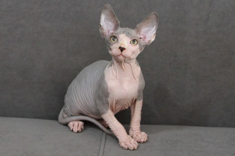 Канадские сфинксы