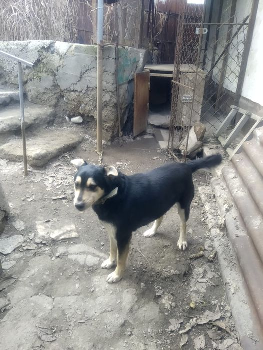 Отдам собаку злую