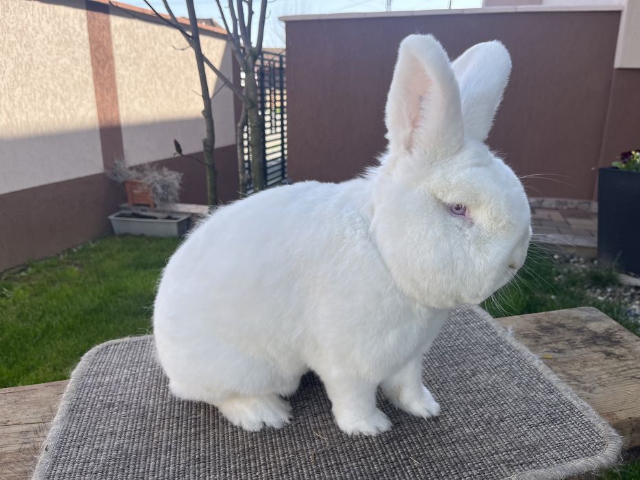 Vând iepuri neozeelandezi