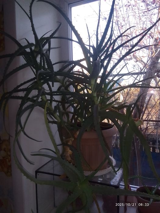 Продам комнатные цветы