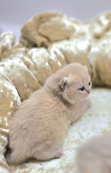 Девочки и мальчики британские