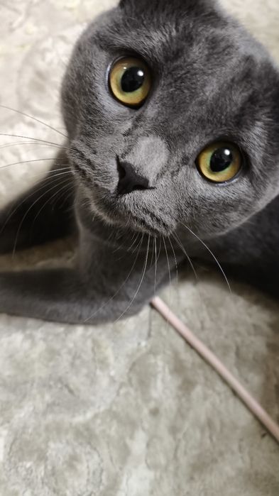 Вязка, кот британский