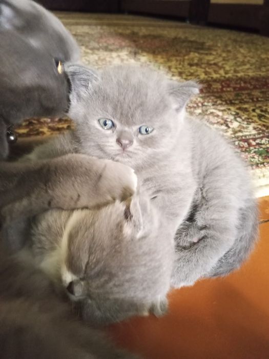 Продаются котята