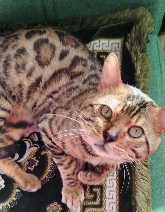 Недорого. Вязка, продажа. Чистокровный, умный бенгал, 2 года.