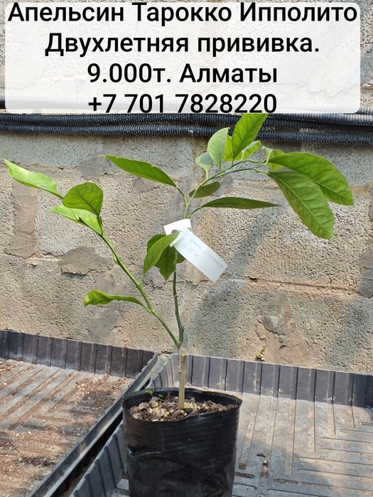 Лайм, лимон, апельсин - плодовые экзоты