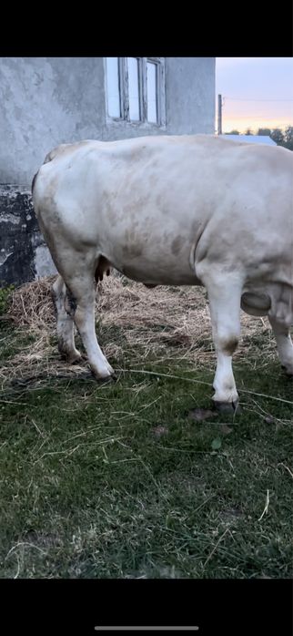 Vand vaca de 3 ani gestanta
