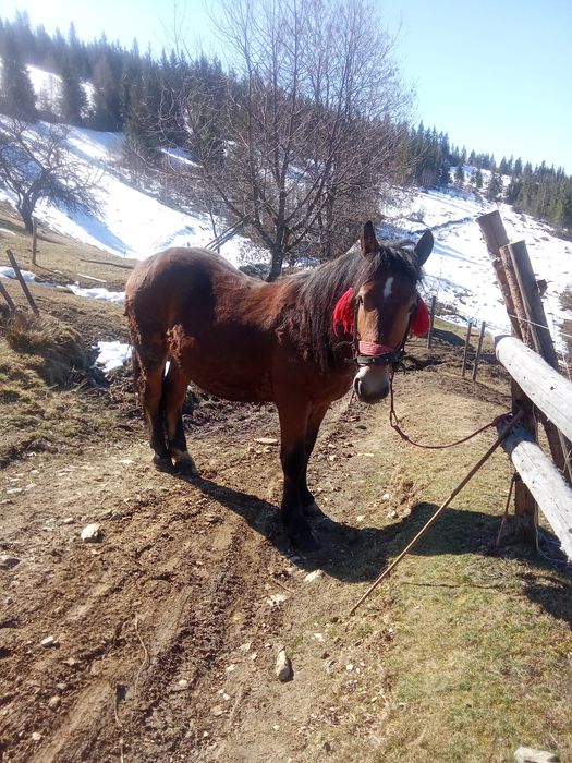Vând mânz castrat de un an și șapte luni
