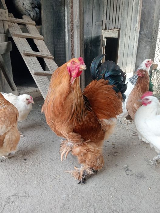 Găini Brahma Columbia și HD